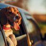 how to drive safely while dog is barking - How to Drive Safely While Your Dog is Barking